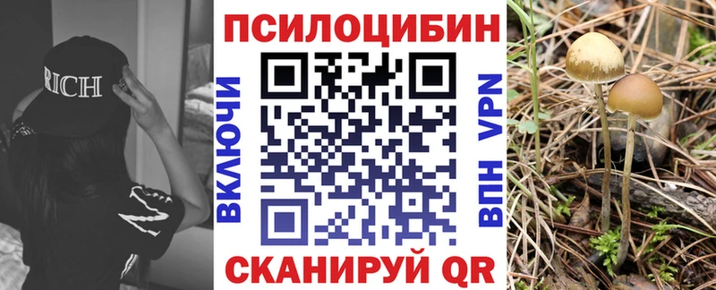 Купить закладки  Завитинск  Галлюциногенные грибы Psilocybine cubensis 